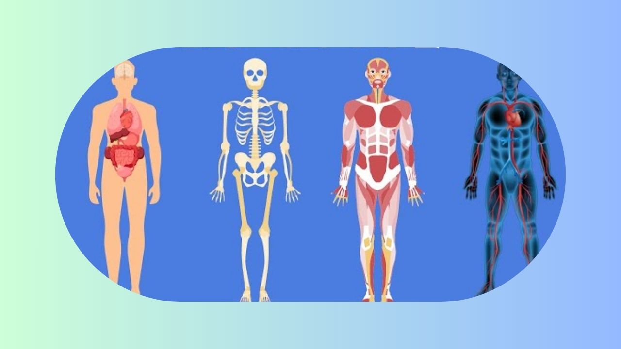 How Obesity Impacts In Human Body Systems