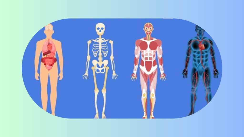 How Obesity Impacts in Human Body Systems