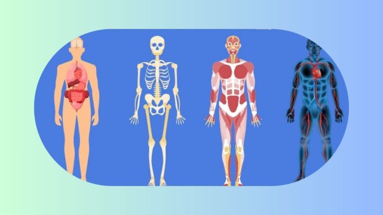 obesity and body system