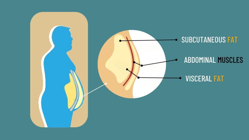 Fat vs Visceral Fat