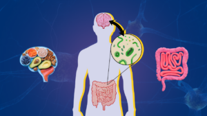 brain gut health